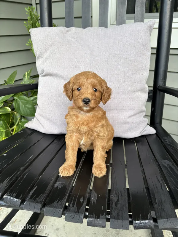 Roxy – Miniature Goldendoodle puppy for sale in Middlebury, IN