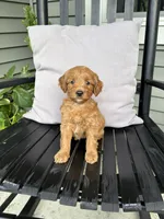 Roxy, a female Miniature Goldendoodle for sale in Middlebury, IN – 1 of 4