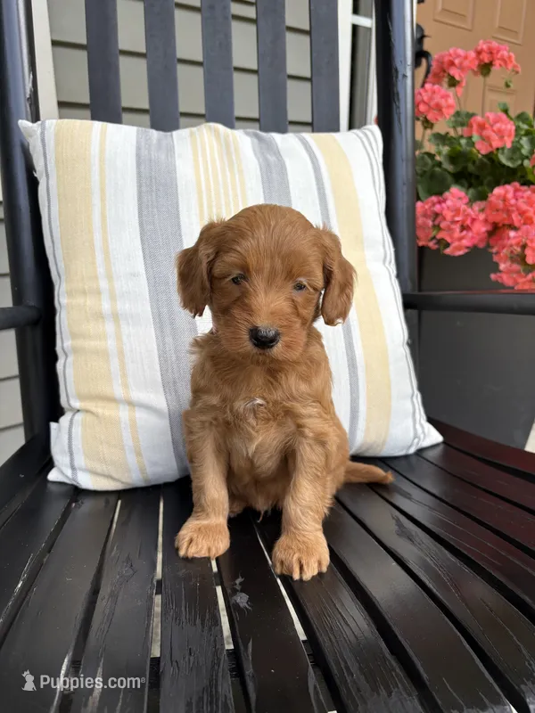 Zane – Miniature Goldendoodle puppy for sale in Middlebury, IN