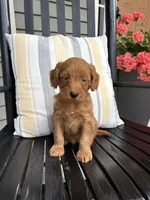 Zane, a male Miniature Goldendoodle for sale in Middlebury, IN – 1 of 3