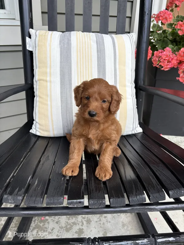 Reed – Miniature Goldendoodle puppy for sale in Middlebury, IN