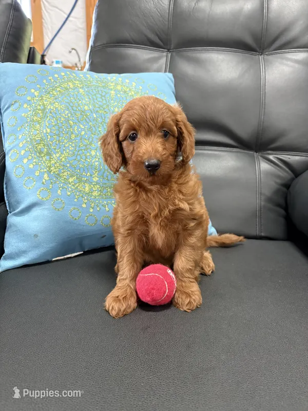 Lexi – Miniature Goldendoodle puppy for sale in Middlebury, IN