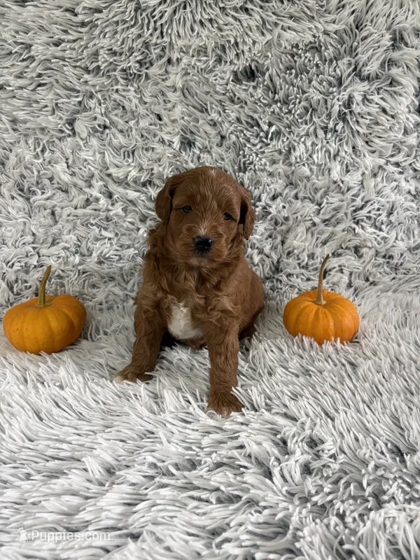 Angel – Miniature Goldendoodle puppy for sale in Middlebury, IN