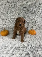 Angel, a female Miniature Goldendoodle for sale in Middlebury, IN – 1 of 5