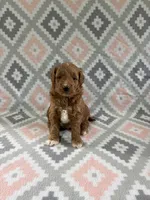 Angel, a female Miniature Goldendoodle for sale in Middlebury, IN – 2 of 5