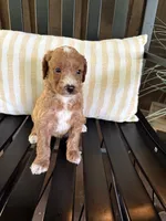 Arlo, a male Miniature Goldendoodle for sale in Middlebury, IN – 1 of 4
