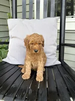 Jett, a male Miniature Goldendoodle for sale in Middlebury, IN – 2 of 3