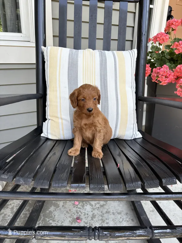 Lexi – Miniature Goldendoodle puppy for sale in Middlebury, IN