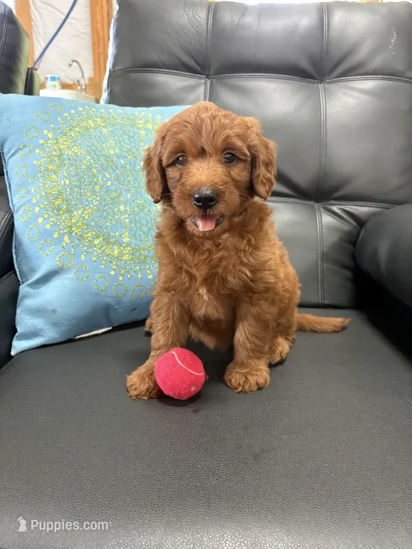 Reed – Miniature Goldendoodle puppy for sale in Middlebury, IN