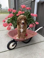 Prince, a male Miniature Goldendoodle for sale in Middlebury, IN – 1 of 8