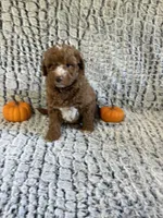 Teddy, a male Miniature Goldendoodle for sale in Middlebury, IN – 2 of 4