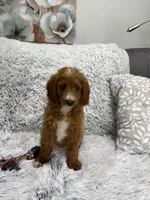 Prince, a male Miniature Goldendoodle for sale in Middlebury, IN – 5 of 9