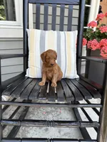 Lexi, a female Miniature Goldendoodle for sale in Middlebury, IN – 2 of 3