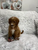Prince, a male Miniature Goldendoodle for sale in Middlebury, IN – 7 of 9