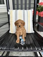 Bentley, a male Miniature Goldendoodle for sale in Middlebury, IN – 4 of 4