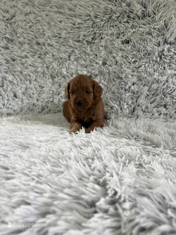 Ginger – Miniature Goldendoodle puppy for sale in Middlebury, IN