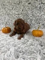 Joy, a female Miniature Goldendoodle for sale in Middlebury, IN – 4 of 4