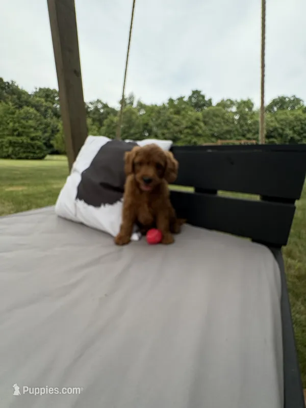 Reed – Miniature Goldendoodle puppy for sale in Middlebury, IN