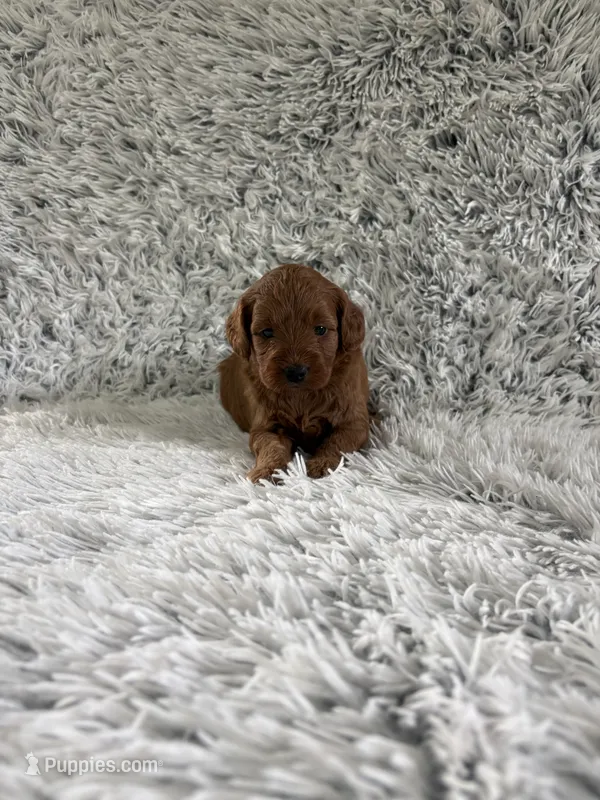 Cookie – Miniature Goldendoodle puppy for sale in Middlebury, IN