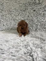 Cookie, a female Miniature Goldendoodle for sale in Middlebury, IN – 1 of 4