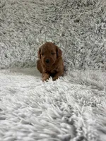 Cookie, a female Miniature Goldendoodle for sale in Middlebury, IN – 2 of 4