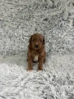 Angel, a female Miniature Goldendoodle for sale in Middlebury, IN – 4 of 5