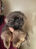 Aramis, a male Shih Tzu for sale in Ocala, FL – 2 of 2