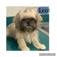 Leo, a male Shih Tzu for sale in Ocala, FL – 1 of 1