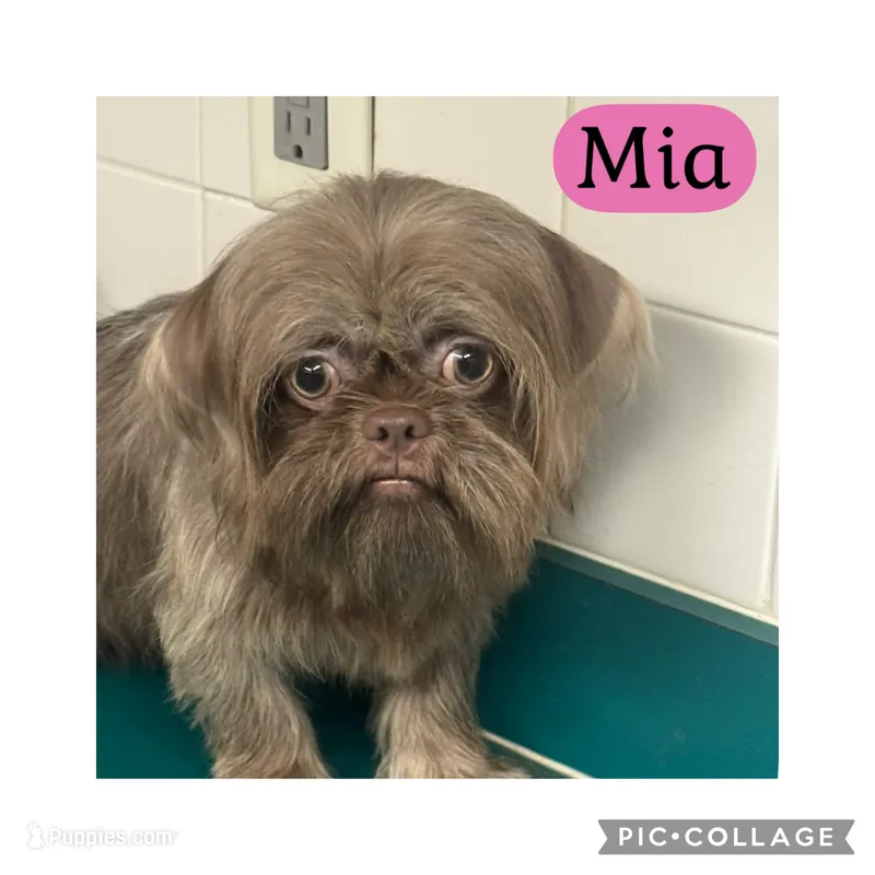 Mia – Shih Tzu puppy for sale in Ocala, FL