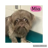 Mia, a female Shih Tzu for sale in Ocala, FL – 1 of 1
