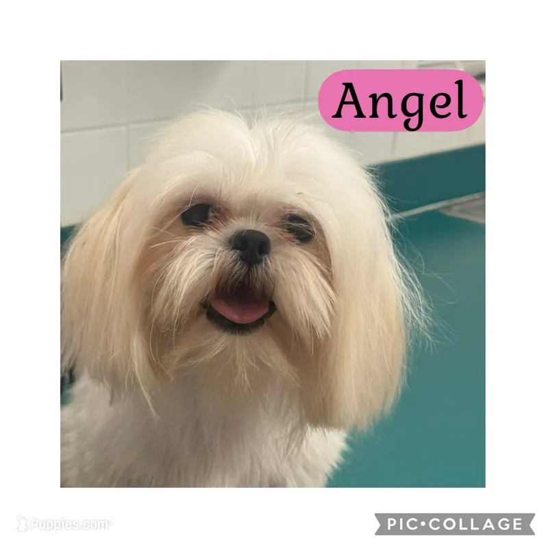 Angel – Shih Tzu puppy for sale in Ocala, FL