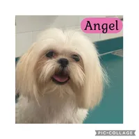 Angel, a female Shih Tzu for sale in Ocala, FL – 1 of 1