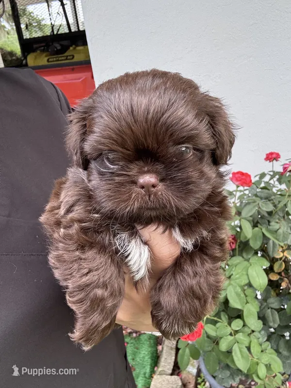 Porthos – Shih Tzu puppy for sale in Ocala, FL