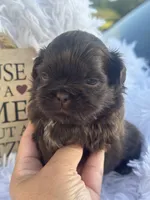 Porthos, a male Shih Tzu for sale in Ocala, FL – 2 of 2