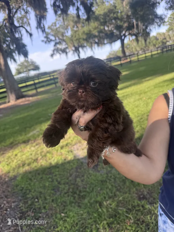 Porthos – Shih Tzu puppy for sale in Ocala, FL