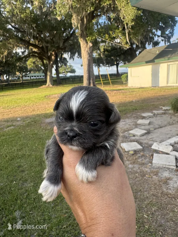 Athos – Shih Tzu puppy for sale in Ocala, FL