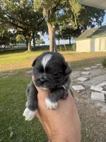 Athos, a male Shih Tzu for sale in Ocala, FL – Photo 1 of 4