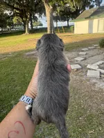 Athos, a male Shih Tzu for sale in Ocala, FL – Photo 3 of 4