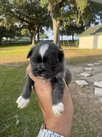 Athos, a male Shih Tzu for sale in Ocala, FL – Photo 2 of 4