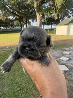 Aramis, a male Shih Tzu for sale in Ocala, FL – 2 of 2