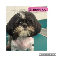 Esmeralda, a female Shih Tzu for sale in Ocala, FL – 1 of 1