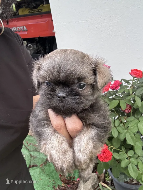 Aramis – Shih Tzu puppy for sale in Ocala, FL