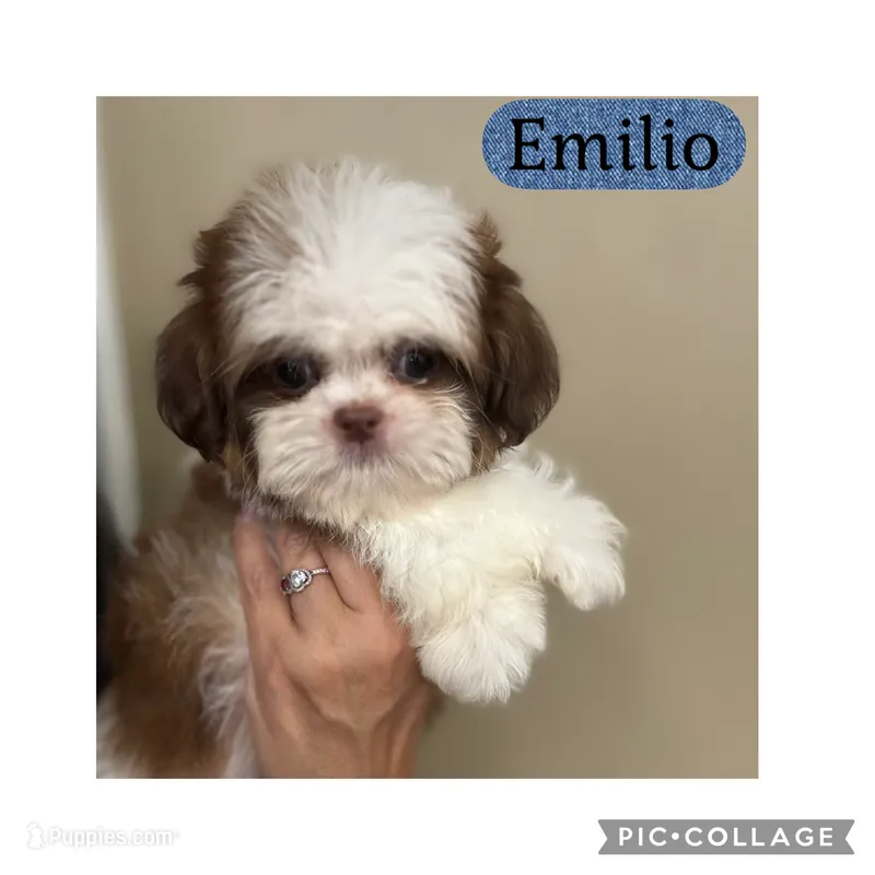 Emilio – Shih Tzu puppy for sale in Ocala, FL