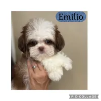 Emilio, a male Shih Tzu for sale in Ocala, FL – 1 of 1