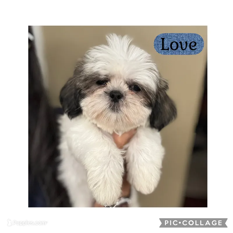 love – Shih Tzu puppy for sale in Ocala, FL