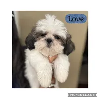 love, a male Shih Tzu for sale in Ocala, FL – 1 of 1