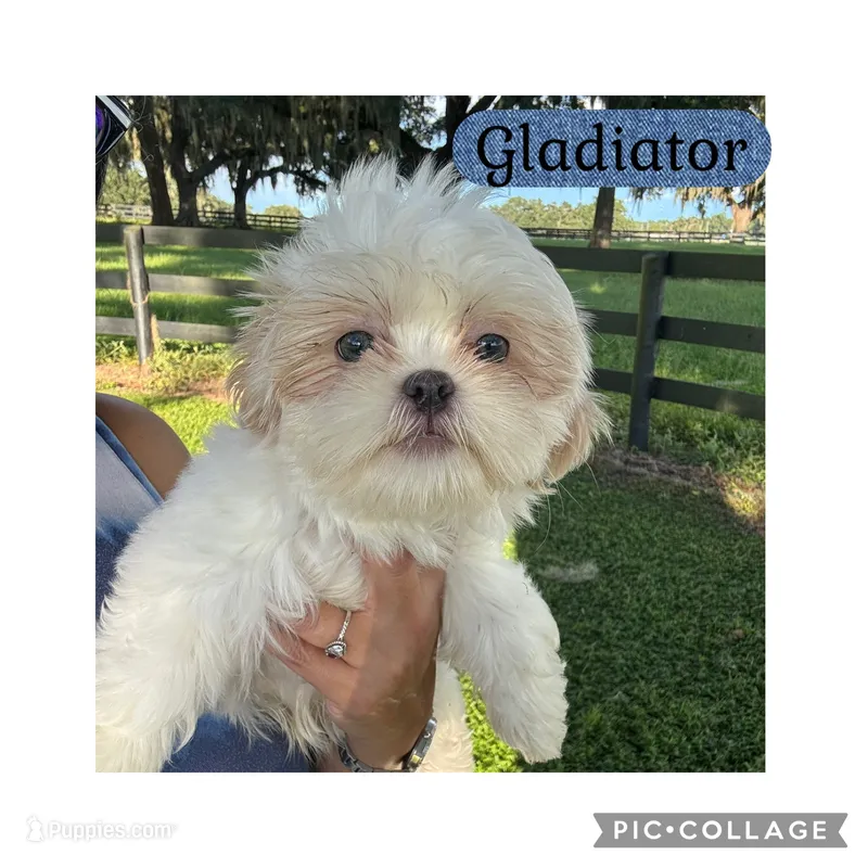 Gladiator – Shih Tzu puppy for sale in Ocala, FL