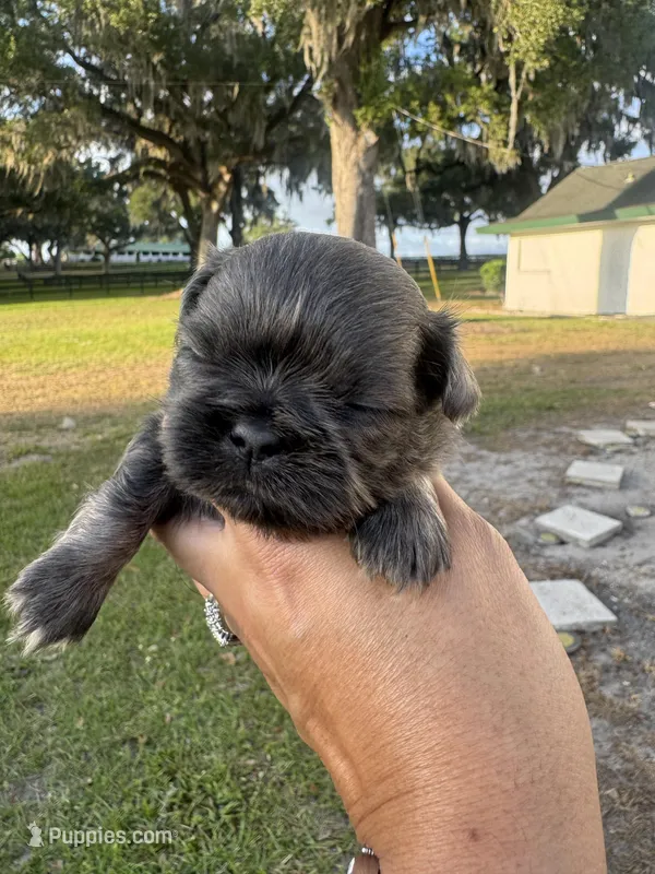 Aramis – Shih Tzu puppy for sale in Ocala, FL