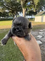 Aramis, a male Shih Tzu for sale in Ocala, FL – Photo 1 of 4