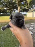 Aramis, a male Shih Tzu for sale in Ocala, FL – Photo 2 of 4